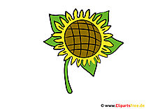 Sonnenblume Bild - Clipart