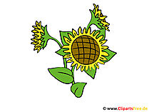 Sonnenblumen Bilder - Cliparts