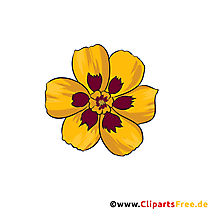 Studentenblume, Samtblume Clipart kostenlos