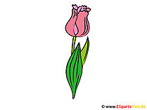 Tulpe Bild - Clipart