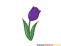 Tulpe Clipart, Illustration, Bild kostenlos
