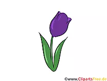 Tulpe Clipart, Illustration, Bild kostenlos