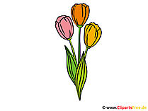 Tulpen Clipart