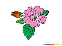 Veilchen Bild - Clipart
