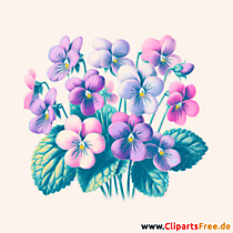 Veilchen Clipart - Bilder zum Herunterladen