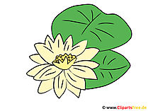 Wasserlilie Bild - Clipart