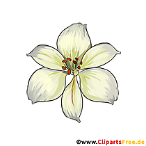 Weiße Lilie Blume Clipart gezeichnet vom Foto kostenlos