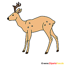 Reh Clipart