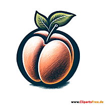 Aprikose Clipart