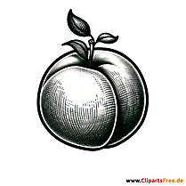 Aprikose Clipart zum Thema Obst