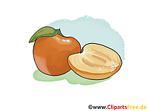 Aprikose Illustration, Bild, Clipart kostenlos Aprikose Illustration, Bild, Clipart kostenlos