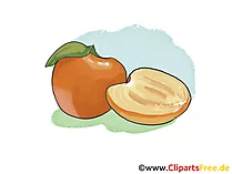 Aprikose Illustration, Bild, Clipart kostenlos