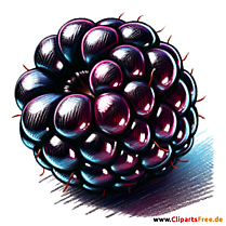 Brombeere Clipart