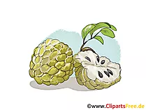 Cherimoya, Zuckerapfel, Rahmapfel Illustration, Bild, Clipart kostenlos