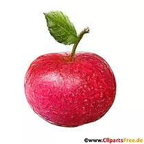 Dunkelroter Apfel Illustration zum Drucken - Bilder für Unterricht