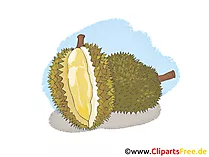 Durian Illustration, Bild, Clipart kostenlos