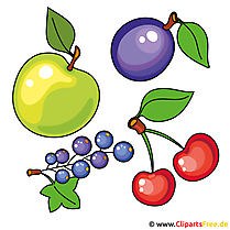 Früchte Bild, Clipart, Illustration