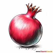 Granatapfel Clipart