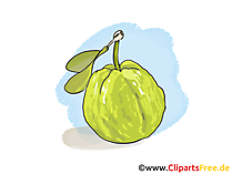 Guave Bild, Clipart, Illustration gratis Guave Bild, Clipart, Illustration gratis