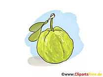 Guave Bild, Clipart, Illustration gratis