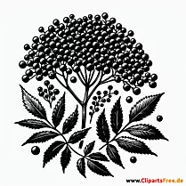 Holunderbeere Clipart zum Thema Obst