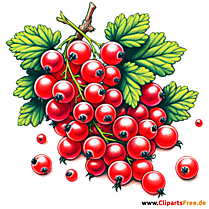Johannisbeere Clipart