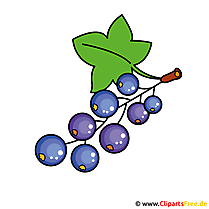 Johannisbeeren Clipart