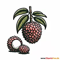 Litschi Clipart zum Thema Obst