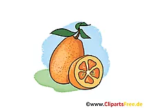 Orangen Illustration, Bild, Clipart kostenlos