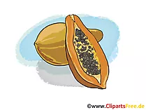 Papaya Illustration, Bild, Clipart kostenlos