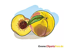 Pfirsich Illustration, Bild, Clipart kostenlos