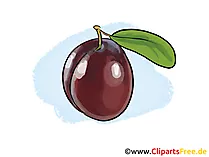 Pflaume Illustration, Bild, Clipart kostenlos