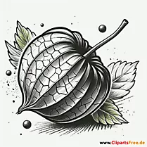Physalis Clipart