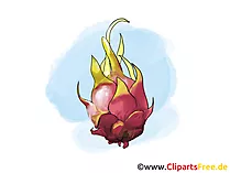 Pitaya, Pitahaya, Drachenfrucht Illustration, Bild, Clipart kostenlos