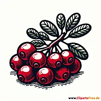 Preiselbeere Clipart zum Thema Obst