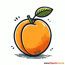 Schöne Aprikose Clipart, Bild, Illustration
