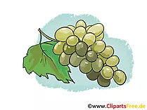 Trauben Illustration, Bild, Clipart kostenlos