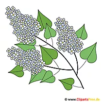 Lilac image - primavera cliparts for free
