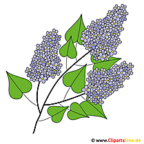 Lilac bush picture - spring clipart
