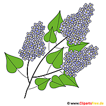 Fliederbusch Bild - Clipart Frühling