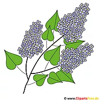 Lilac Bush ပုံ - Clipart နွေဦး