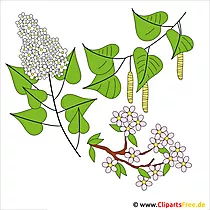 ພາກຮຽນ spring clip art ຟຣີ - birch