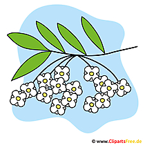 Kümmel Bild-Clipart gratis