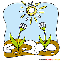 Stiefmuetterchen Bild - Frühling Bilder kostenlos
