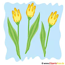 Obrázok tulipánov - jarné kliparty zadarmo