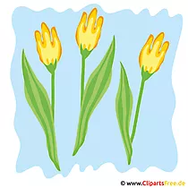 Tulpen Bild - Frühling Cliparts kostenlos