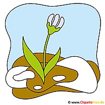 Veilchen Bild - Cliparts Frühling