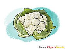 Blumenkohl Bild, Illustration, Clipart