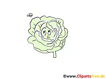Cartoon Kohl