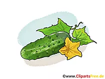 Gurke Bild, Illustration, Clipart